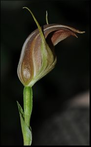 New Guinea topography